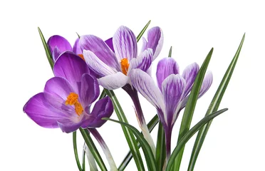 Photo sur Plexiglas Crocus Crocus violets