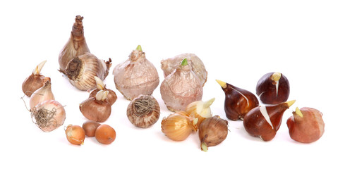 Bulbes &agrave; fleurs