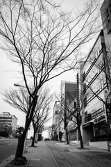 BARE TREE IN THE CITY