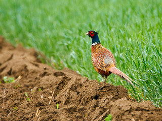 Pheasant in the countryside