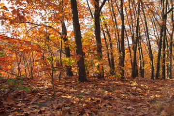 Beautiful autumn trees and bushes in the forest. Orange and red trees illuminated by the sun. Fallen leaves. Calm sunny day.