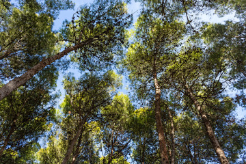 pines in the city park Andalusia