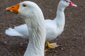 big white duck