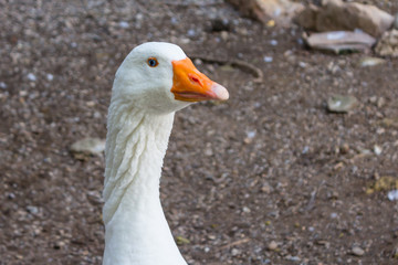 big white duck