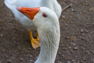 big white duck