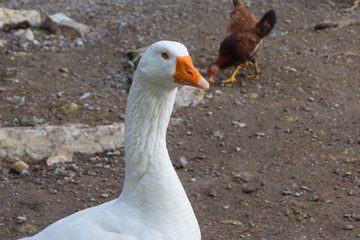 big white duck