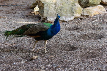 Fototapeta premium peacock walking freely