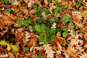 In the woods in the fall