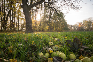 Blätter, Herbst, Äpfel