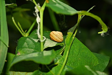Snail on a green leaf.