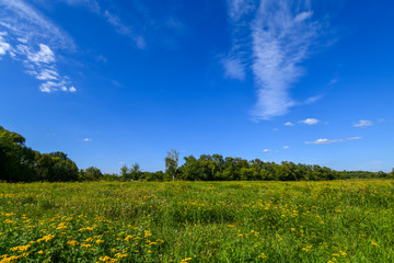 Many beautiful yellow tansy in a meadow in summer