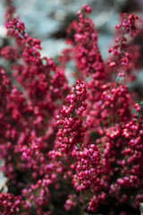 Kleine pinke Blüten, Knospenheide