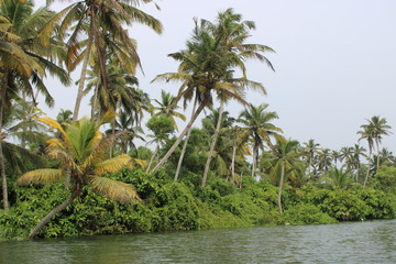Obraz premium palm trees on Poovar Island