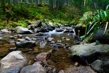Fototapeta na wymiar Mountain river flowing through the green forest. Stream in the wood.