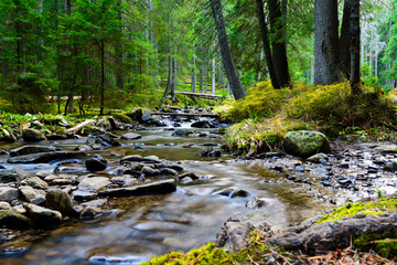 Mountain river flowing through the green forest. Stream in the wood.