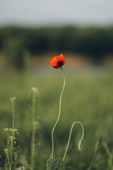 One red poppy flower with a beautiful stem.