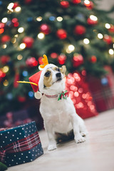 funny jack russell terrier dog in santa hat in christmas decoration with tree