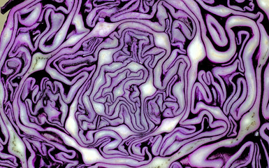 Closeup cut of red cabbage. Abstract violet white background with smooth lines