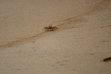 crab in sand