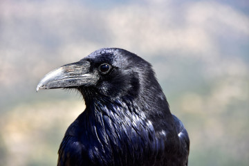 Portrait of a Raven