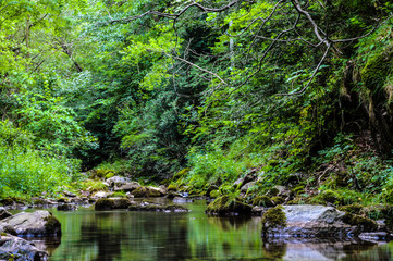 water stream in the green nature