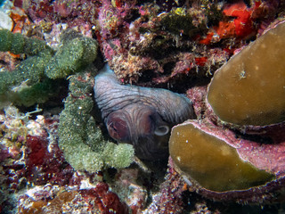 A Common Octopus (Octopus cyanea) in the Indian Ocean