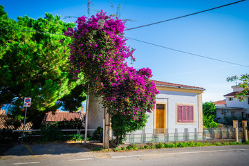 Fototapeta na wymiar House near the road with green trees and lamppost covered with violet flowers