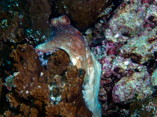 A Common Octopus (Octopus cyanea) in the Indian Ocean