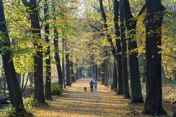 Blätter, Herbst, spazieren