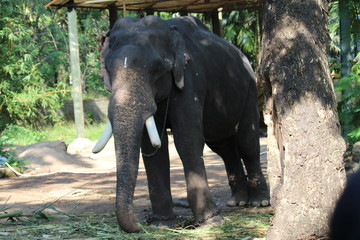 Fototapeta premium elephant in garden