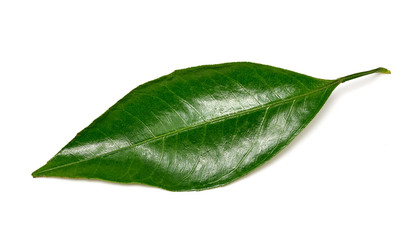 Fototapeta na wymiar shiny green tangerine leaf on a white background. Macro shooting