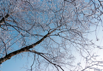 Snow covered branches of tree on sky background