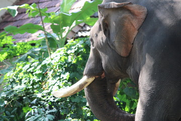 Naklejka premium elephant teeth
