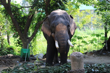 Fototapeta na wymiar elephant in the park