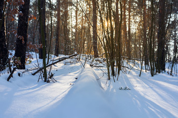 Winter landscape of pine forest