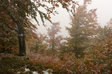 Autumn forest in the mountains