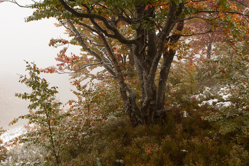 Autumn forest in the mountains