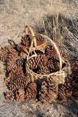 gathering pine cones to fill baskets decorative items crafting