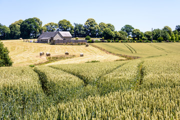 Rolling landscape with a field of wheat, a farm and round bales of straw in the Normandy countryside under a bright summer sunlight. © olrat