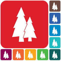 Obraz premium Fir Trees forest