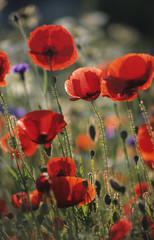 Obraz premium NL. Czerwone maki w polu