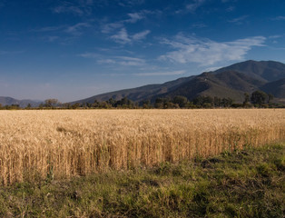 Obraz premium Campo de cultivo