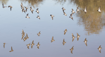 Group of birds flying over the water casting a reflection