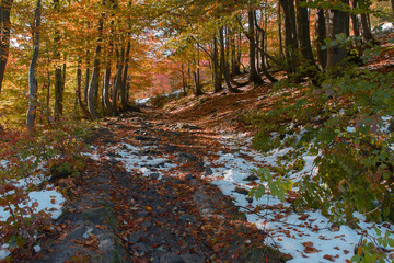 Autumn forest in the mountains
