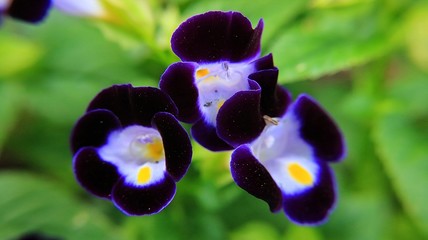 Violet flower