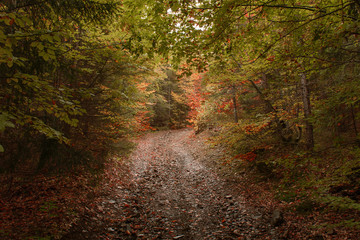 Obraz premium Autumn forest in the mountains