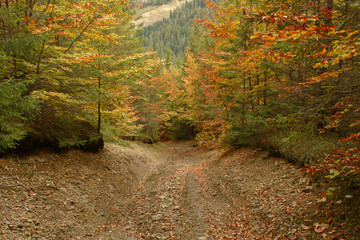 Autumn forest in the mountains