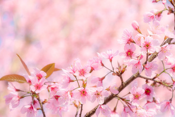 Beauty in nature of pink spring cherry blossom in full bloom  under clear blue sky.