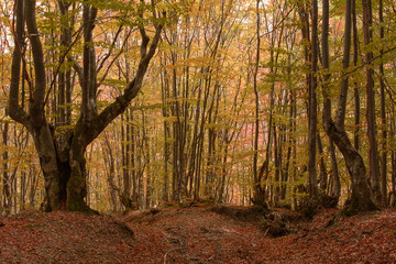 Autumn forest in the mountains