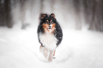 Frozen sheltie dog standing in snow in park with one rise paw. side view with blurred background
